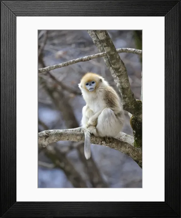 Framed Print : Picture No. 10909578 Framed Print : Picture No. 10909578