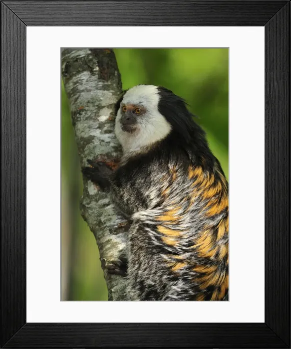 Framed Print : Picture No. 10909453 Framed Print : Picture No. 10909453