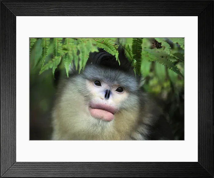 Framed Print : Picture No. 10909555 Framed Print : Picture No. 10909555