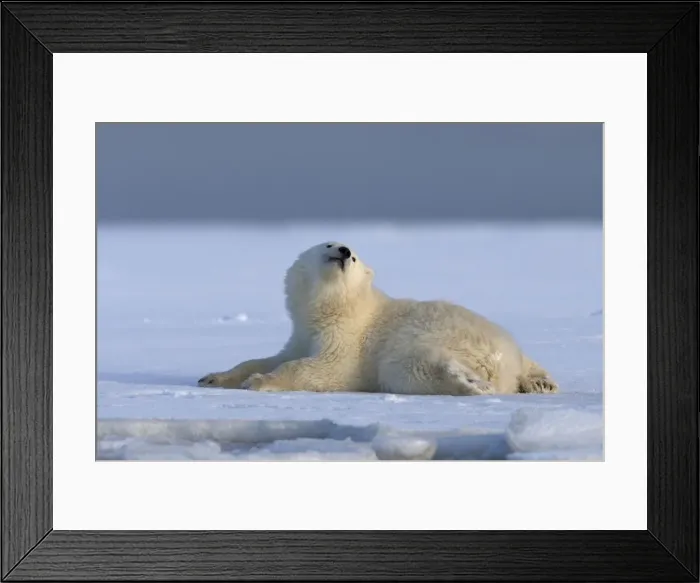 Framed Print : Picture No. 10901640