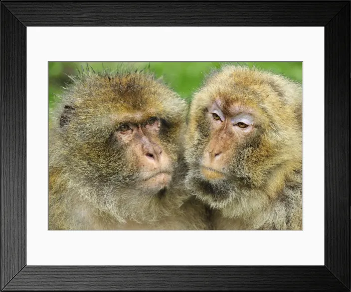 Framed Print : Picture No. 10909463 Framed Print : Picture No. 10909463