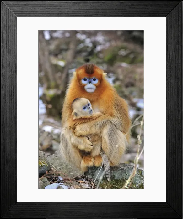 Framed Print : Picture No. 10909593 Framed Print : Picture No. 10909593