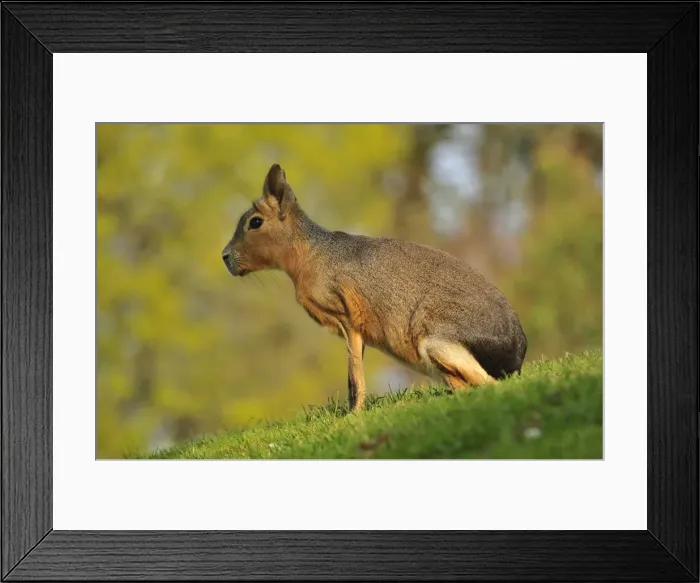 Framed Print : Picture No. 10909458 Framed Print : Picture No. 10909458