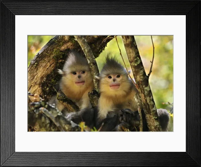 Framed Print : Picture No. 10909554 Framed Print : Picture No. 10909554