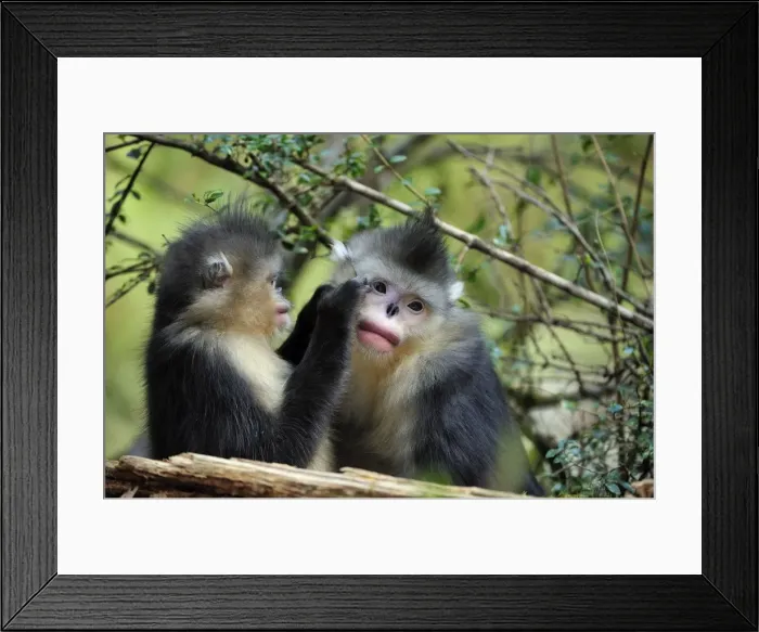 Framed Print : Picture No. 10909556 Framed Print : Picture No. 10909556
