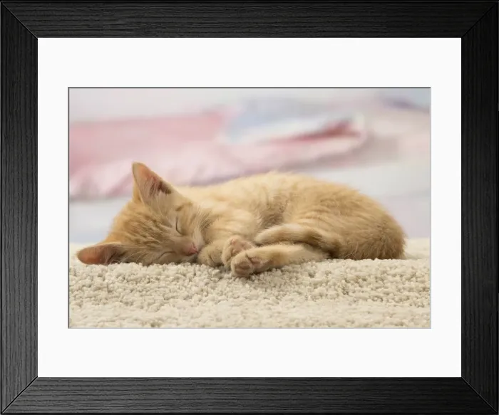 Framed Print : Picture No. 10901608
