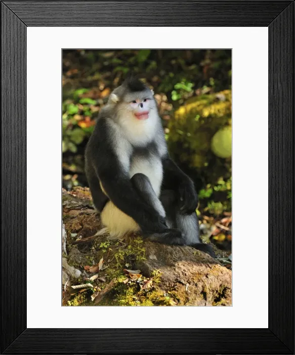Framed Print : Picture No. 10909559 Framed Print : Picture No. 10909559