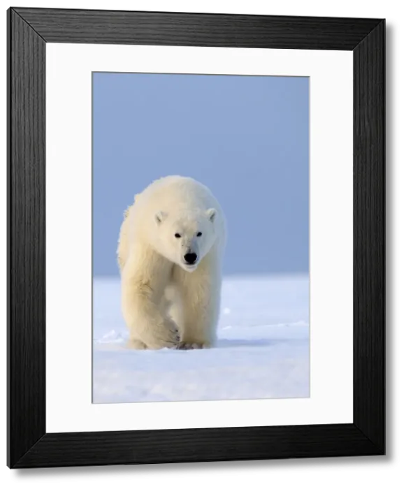 Framed Print : Picture No. 10901615 Framed Print : Picture No. 10901615