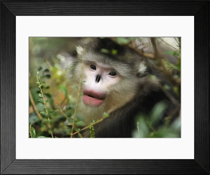Framed Print : Picture No. 10909545 Framed Print : Picture No. 10909545