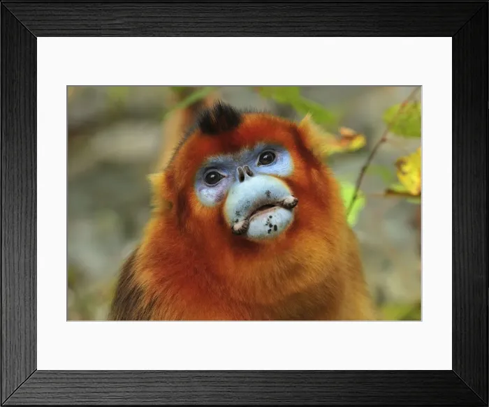 Framed Print : Picture No. 10909521