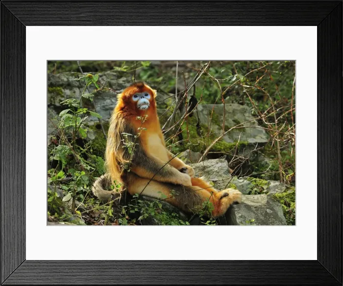 Framed Print : Picture No. 10909530