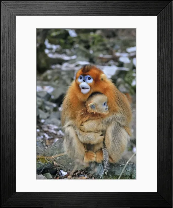 Framed Print : Picture No. 10909592 Framed Print : Picture No. 10909592