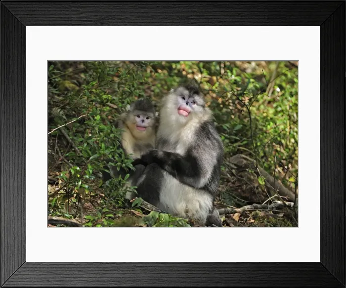 Framed Print : Picture No. 10909552