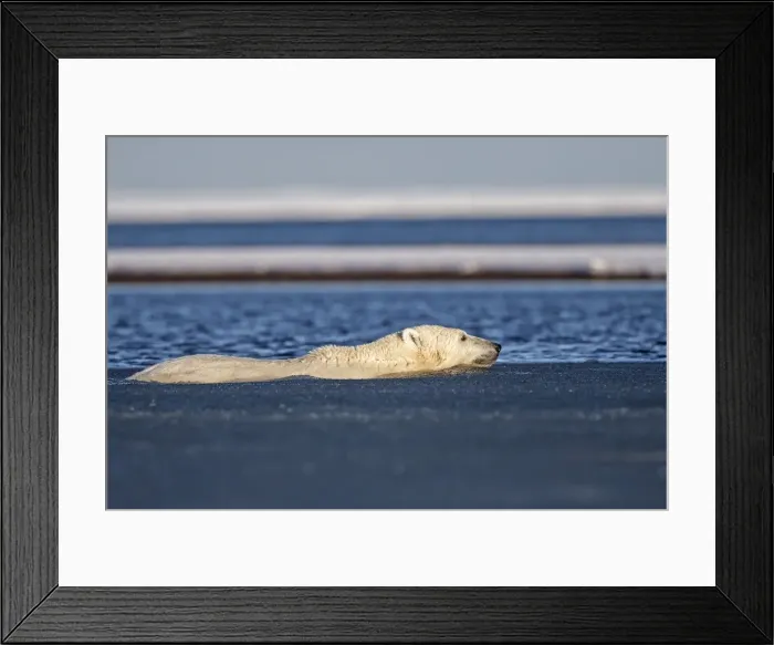 Framed Print : Picture No. 10901644 Framed Print : Picture No. 10901644