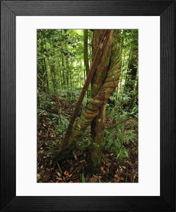 Framed Print : Picture No. 10909341 Framed Print : Picture No. 10909341
