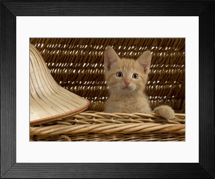Framed Print : Picture No. 10901590 Framed Print : Picture No. 10901590