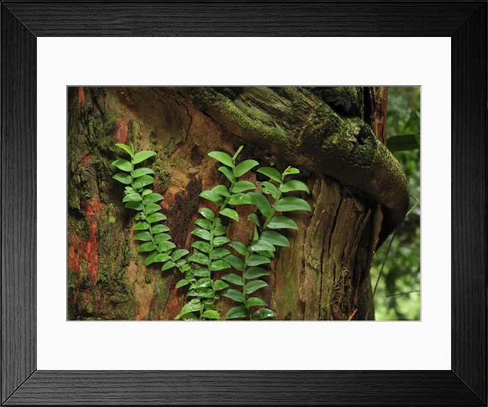 Framed Print : Picture No. 10909345 Framed Print : Picture No. 10909345