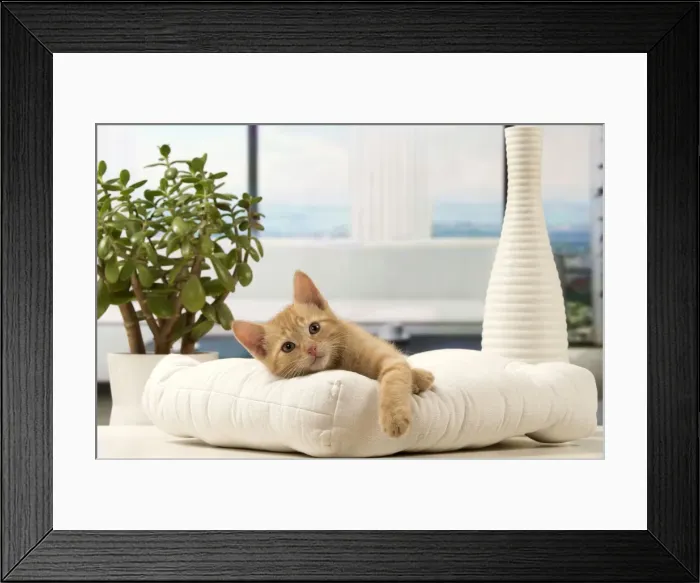 Framed Print : Picture No. 10901603 Framed Print : Picture No. 10901603
