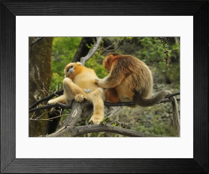 Framed Print : Picture No. 10909518 Framed Print : Picture No. 10909518
