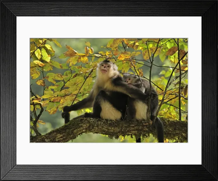 Framed Print : Picture No. 10909547 Framed Print : Picture No. 10909547