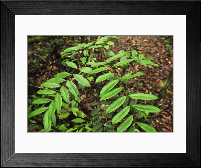 Framed Print : Picture No. 10909306 Framed Print : Picture No. 10909306