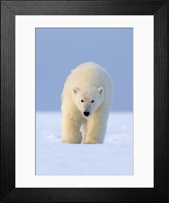 Framed Print : Picture No. 10901616 Framed Print : Picture No. 10901616