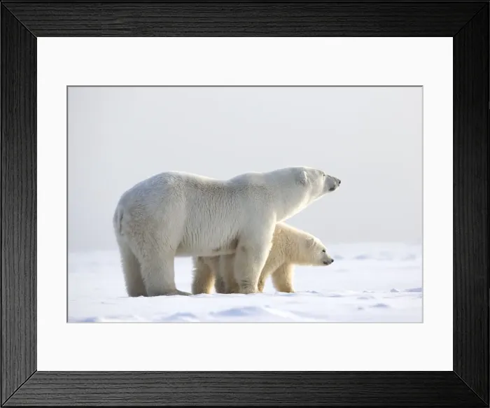 Framed Print : Picture No. 10901635 Framed Print : Picture No. 10901635