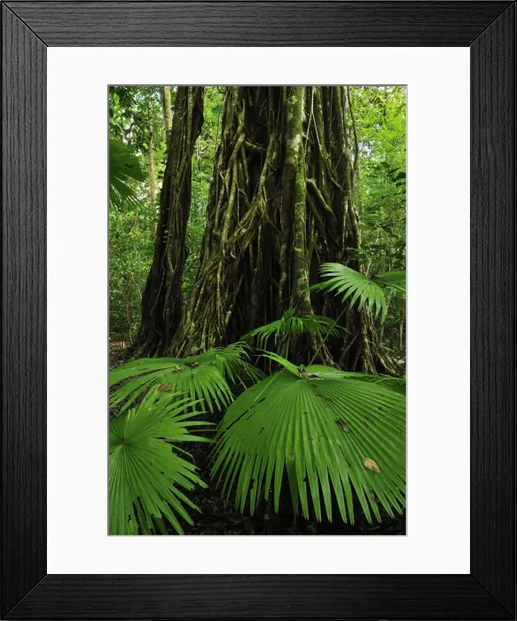 Framed Print : Picture No. 10909320 Framed Print : Picture No. 10909320