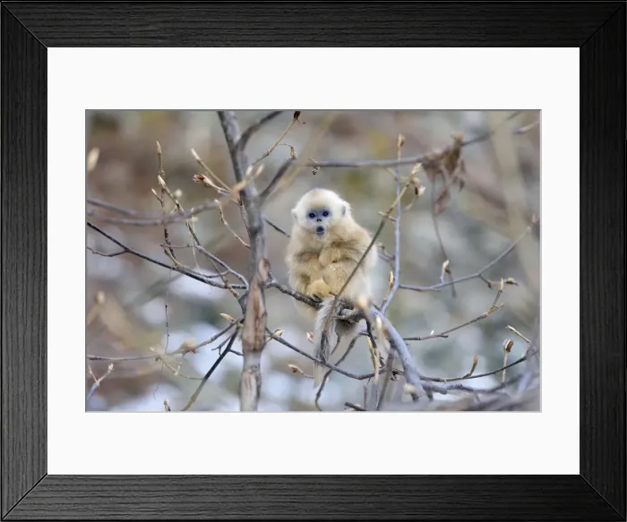 Framed Print : Picture No. 10909576 Framed Print : Picture No. 10909576