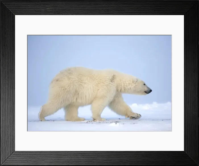 Framed Print : Picture No. 10901611 Framed Print : Picture No. 10901611