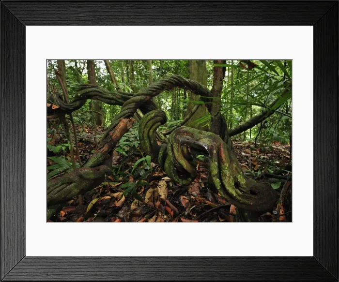 Framed Print : Picture No. 10909346 Framed Print : Picture No. 10909346