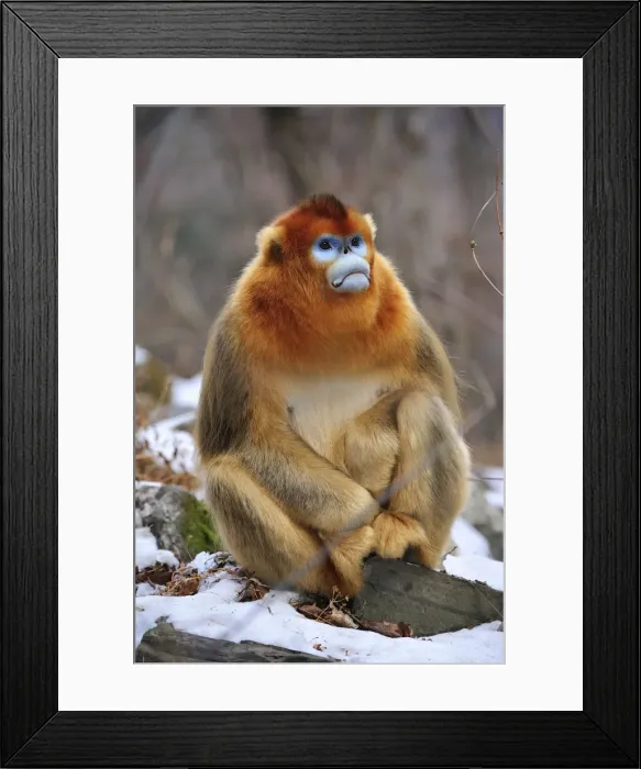 Framed Print : Picture No. 10909598 Framed Print : Picture No. 10909598