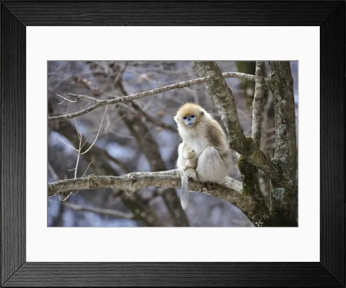 Framed Print : Picture No. 10909579 Framed Print : Picture No. 10909579