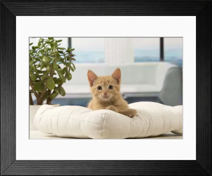 Framed Print : Picture No. 10901601 Framed Print : Picture No. 10901601