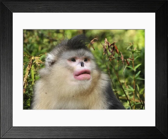 Framed Print : Picture No. 10909544 Framed Print : Picture No. 10909544
