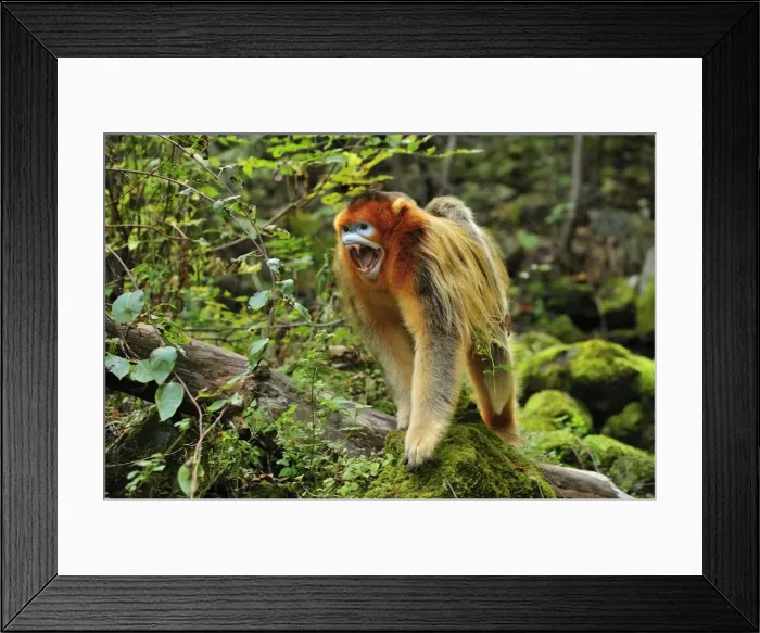 Framed Print : Picture No. 10909536 Framed Print : Picture No. 10909536