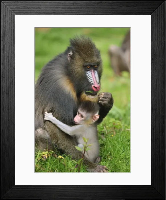 Framed Print : Picture No. 10909445 Framed Print : Picture No. 10909445