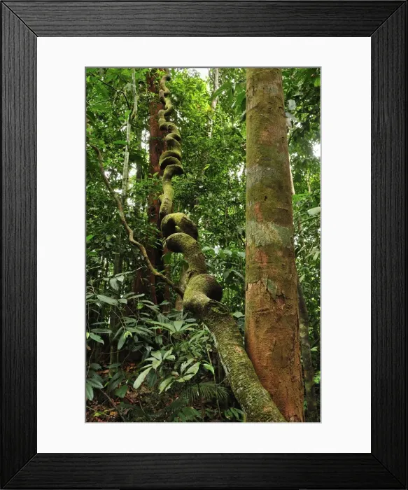 Framed Print : Picture No. 10909347 Framed Print : Picture No. 10909347