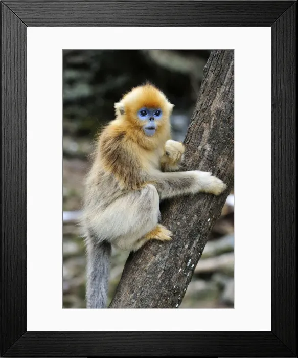 Framed Print : Picture No. 10909590