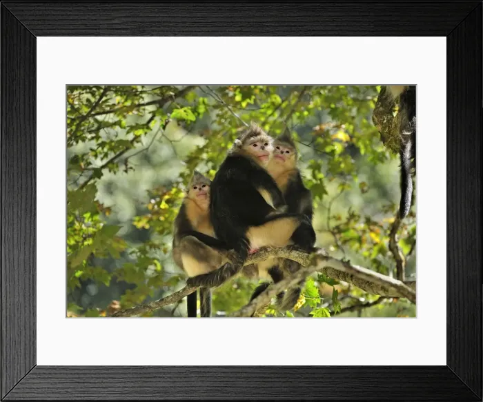 Framed Print : Picture No. 10909566 Framed Print : Picture No. 10909566