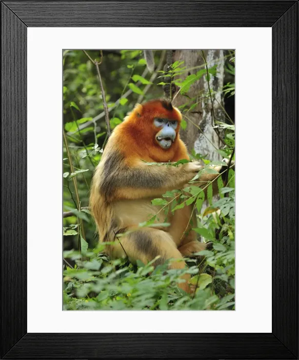 Framed Print : Picture No. 10909526 Framed Print : Picture No. 10909526
