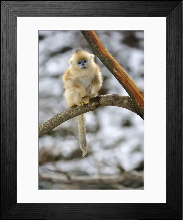 Framed Print : Picture No. 10909595 Framed Print : Picture No. 10909595