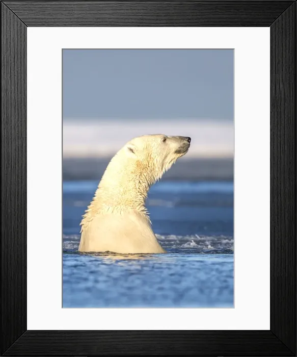 Framed Print : Picture No. 10901647