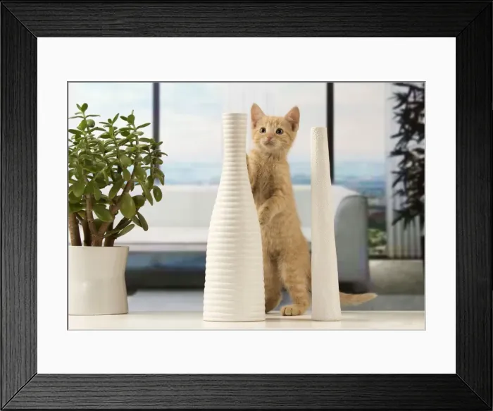Framed Print : Picture No. 10901595 Framed Print : Picture No. 10901595
