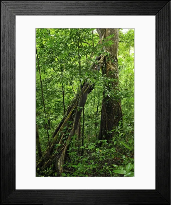 Framed Print : Picture No. 10909322 Framed Print : Picture No. 10909322