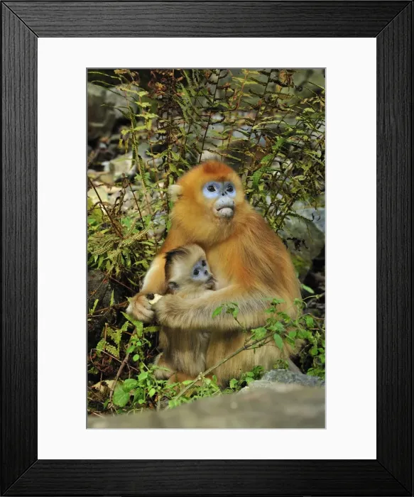 Framed Print : Picture No. 10909539 Framed Print : Picture No. 10909539