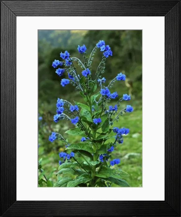 Framed Print : Picture No. 10909570 Framed Print : Picture No. 10909570