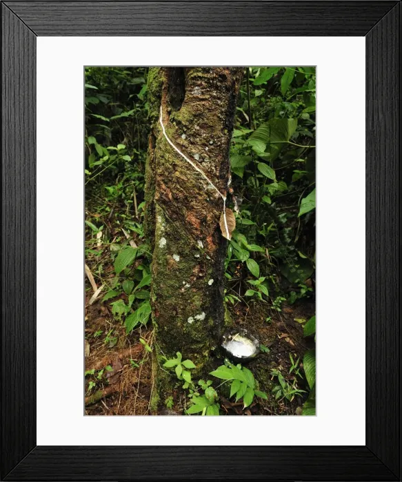 Framed Print : Picture No. 10909338 Framed Print : Picture No. 10909338