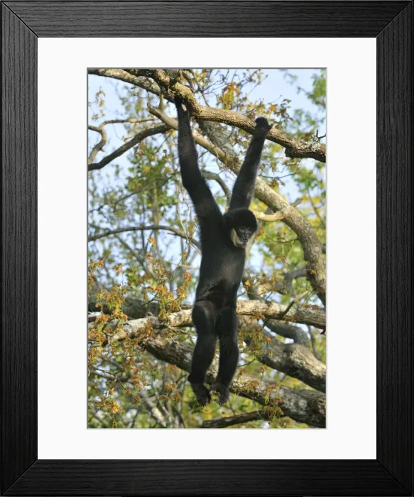 Framed Print : Picture No. 10909456 Framed Print : Picture No. 10909456