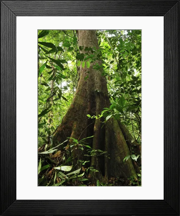 Framed Print : Picture No. 10909314 Framed Print : Picture No. 10909314